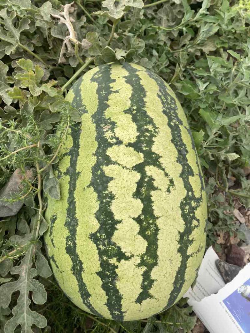 宁夏硒砂瓜