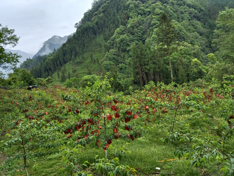 雅安大川黄桃