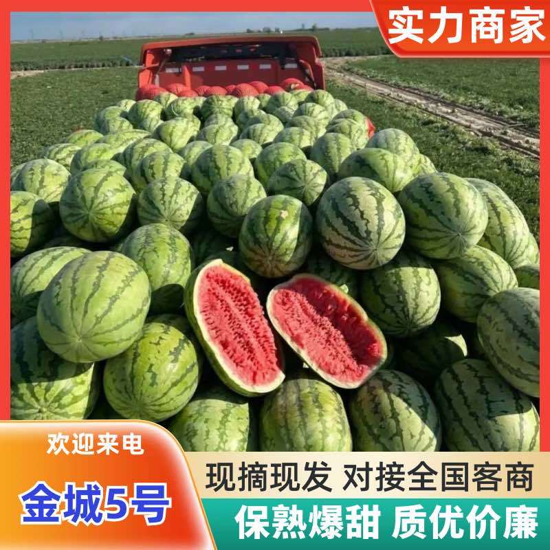 宁夏精品石头瓜硒砂瓜金城五号西瓜金花系类保熟保甜耐运输
