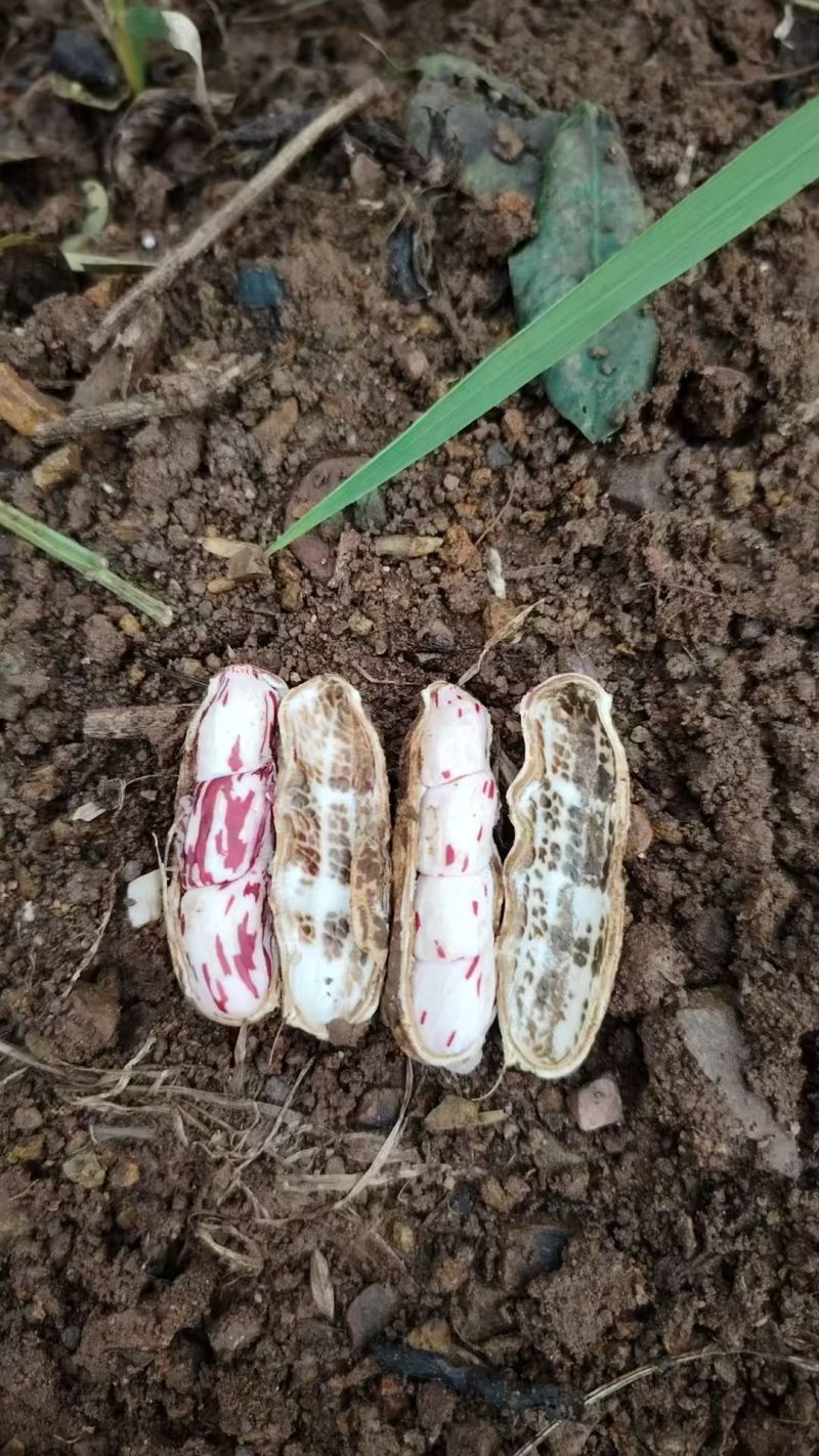花生，精品，现果，干的