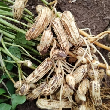 花生，精品，现果，干的