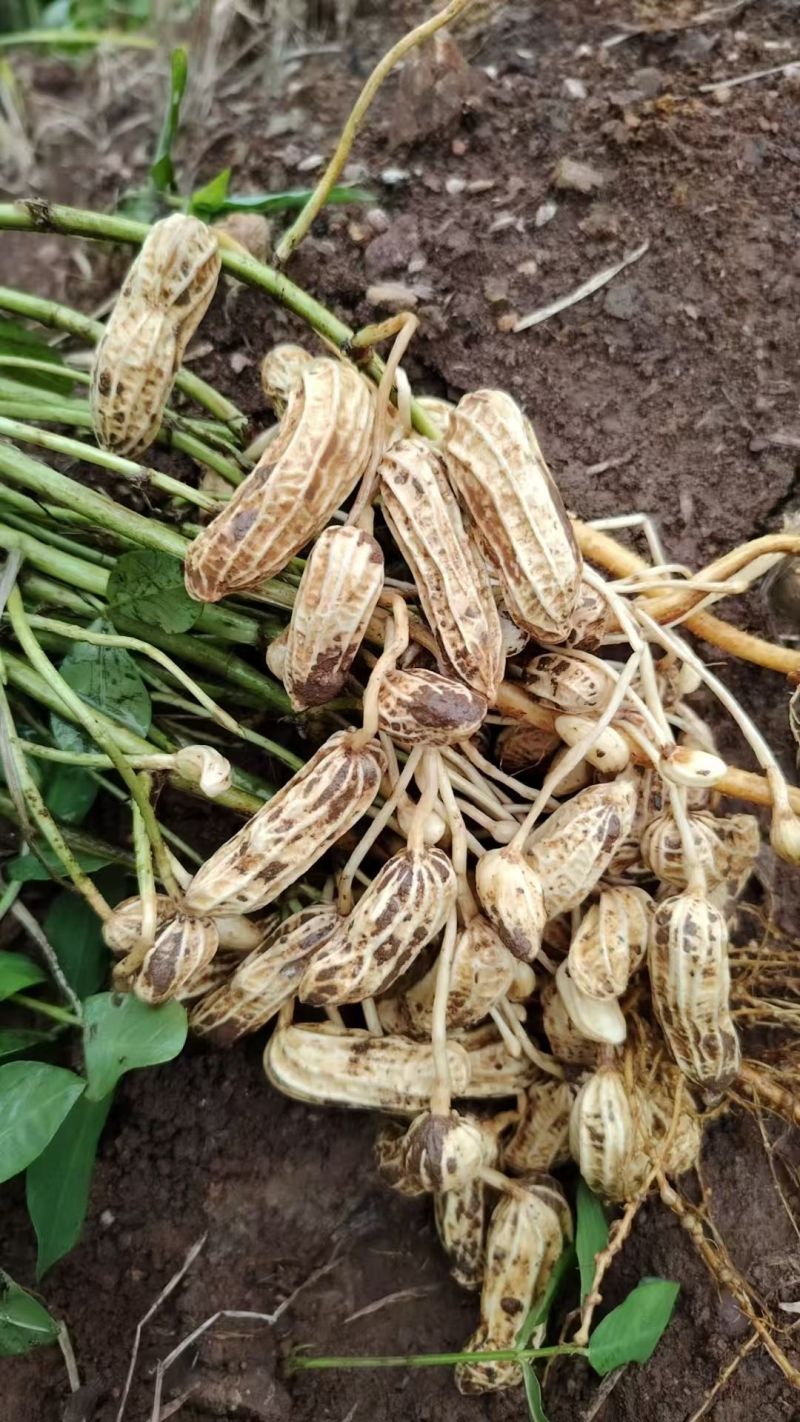花生，精品，现果，干的