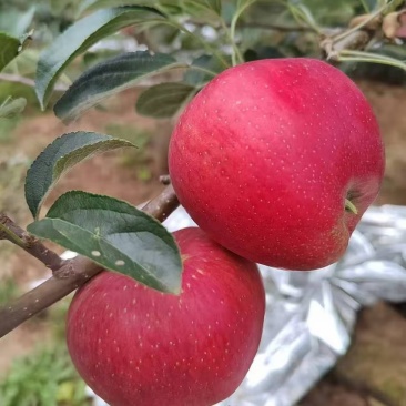 云南昭通市昭阳区苹果，即将大量上市，可预订