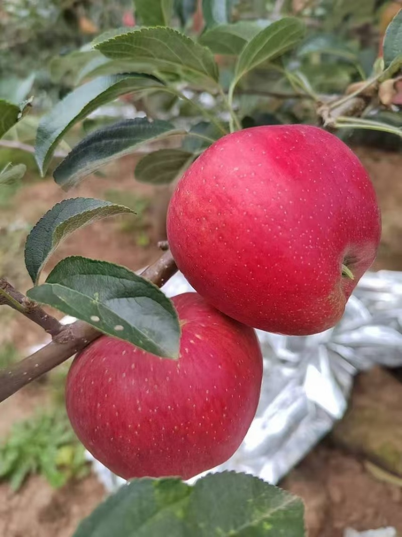 云南昭通市昭阳区苹果，即将大量上市，可预订