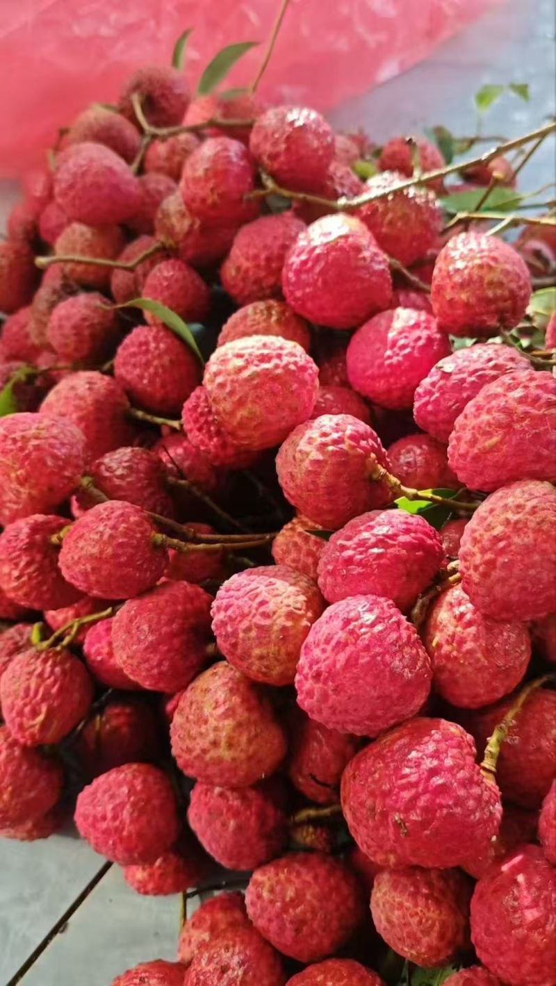 仙进奉荔枝（不包邮，最多100斤，先给钱再发货）