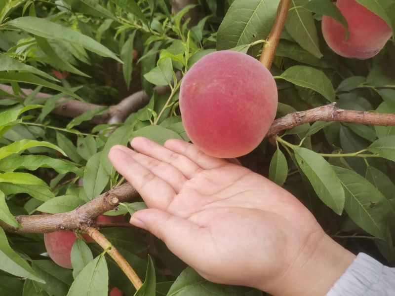 大名红不软水蜜桃