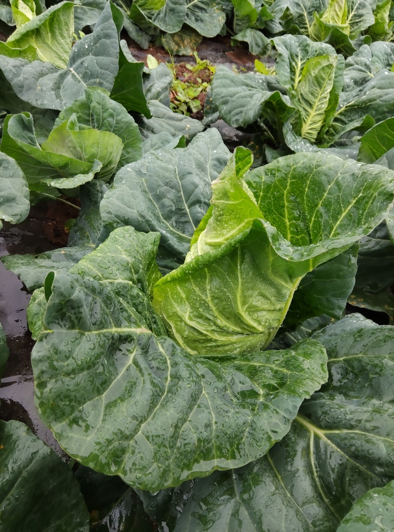 牛心干蓝