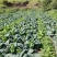 牛心干蓝