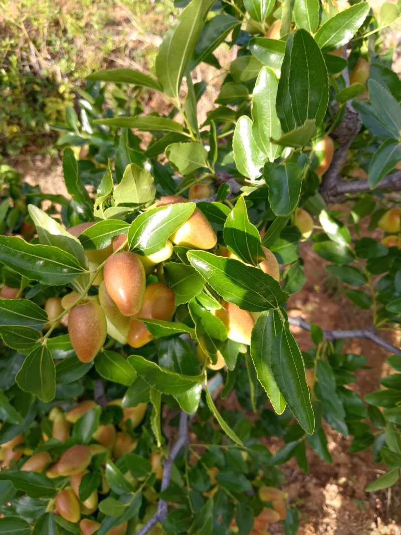 云南大理宾川金脆蜜大枣