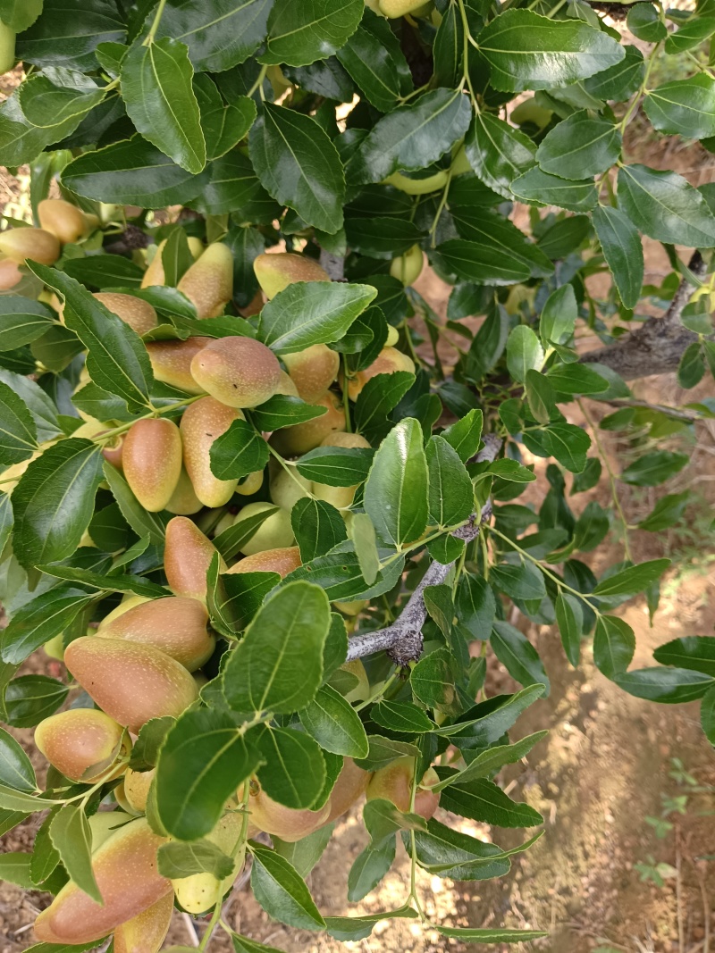 云南大理宾川金脆蜜大枣