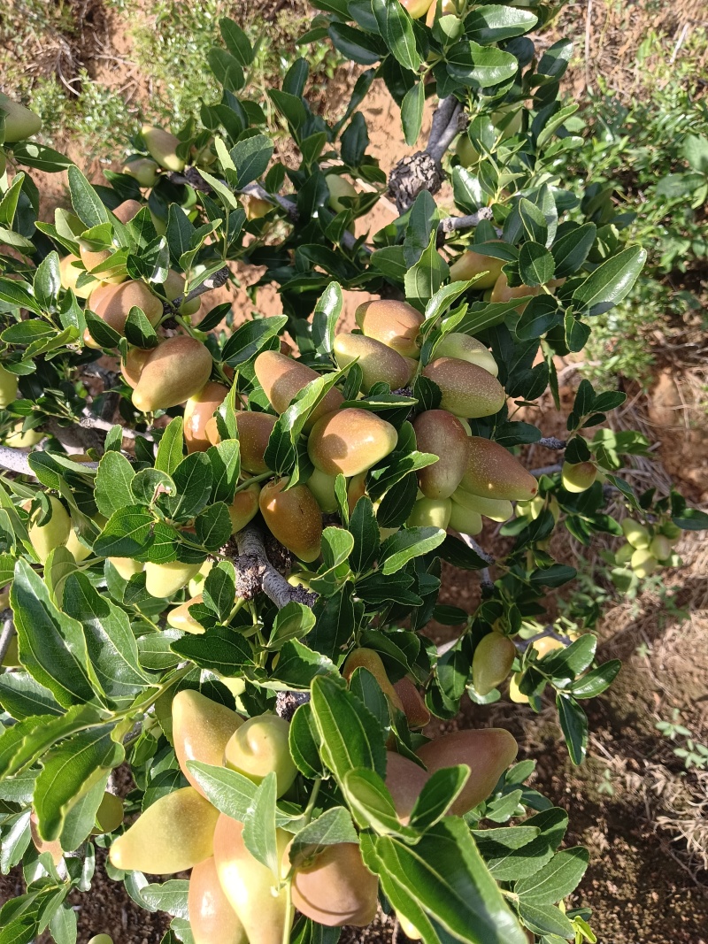 云南大理宾川金脆蜜大枣