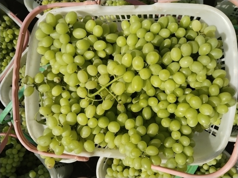 吐鲁番葡萄