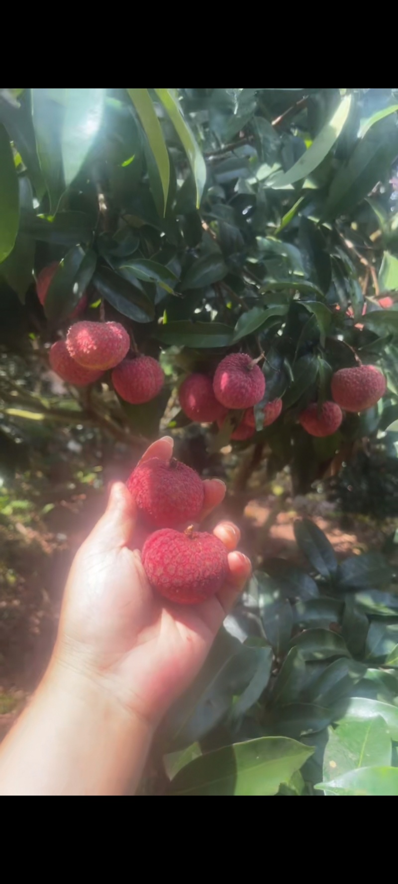 鸡嘴荔无农药种植口感好甜度达到百分18.4