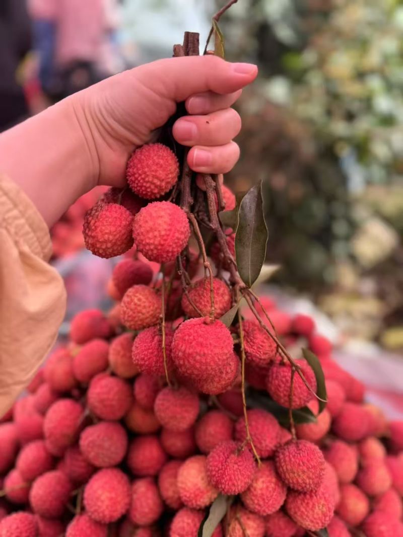 灵山桂味荔枝