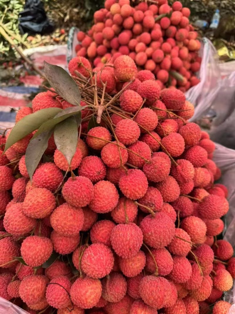 灵山桂味荔枝