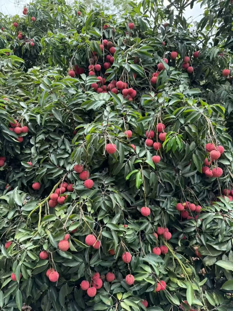 灵山桂味荔枝