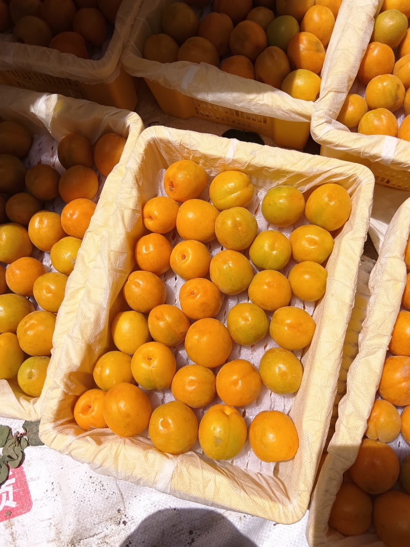 新疆吊干杏