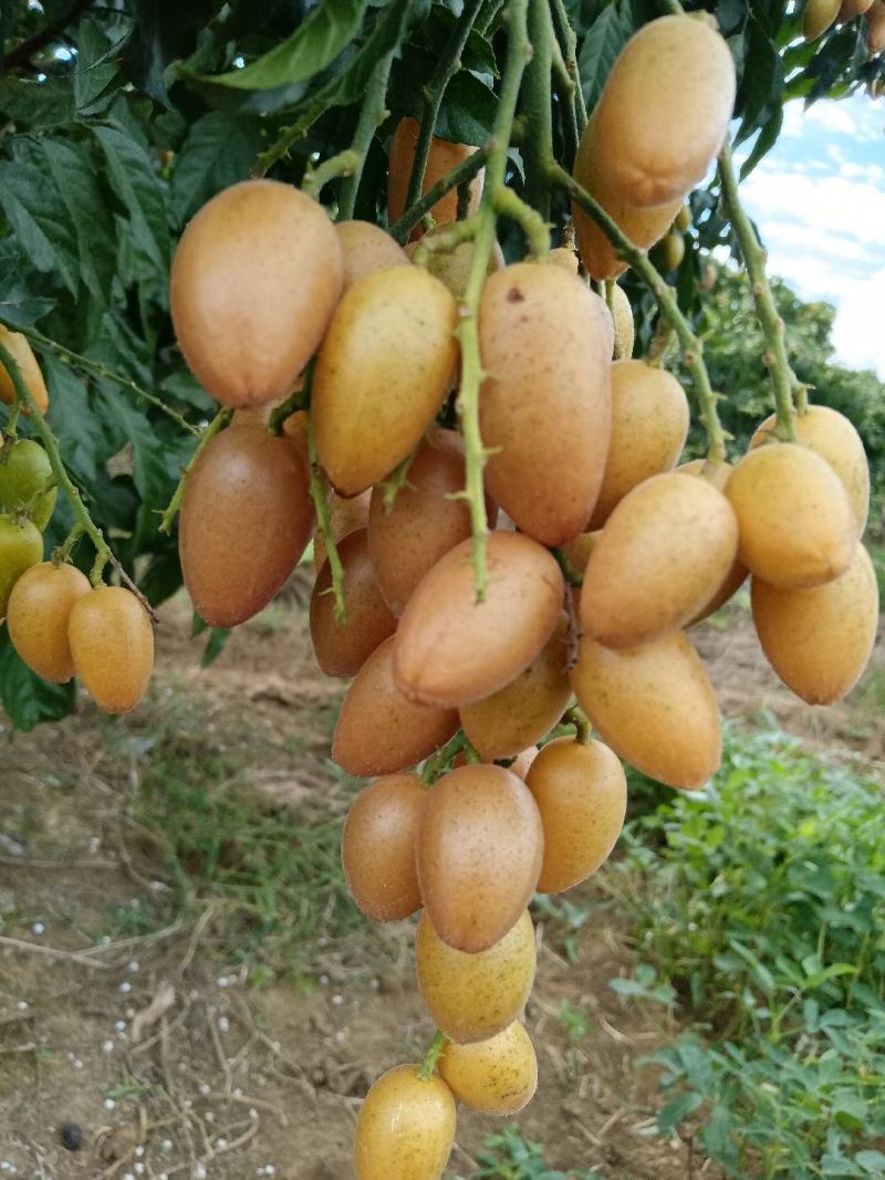 大鸡心黄皮贵妃黄皮