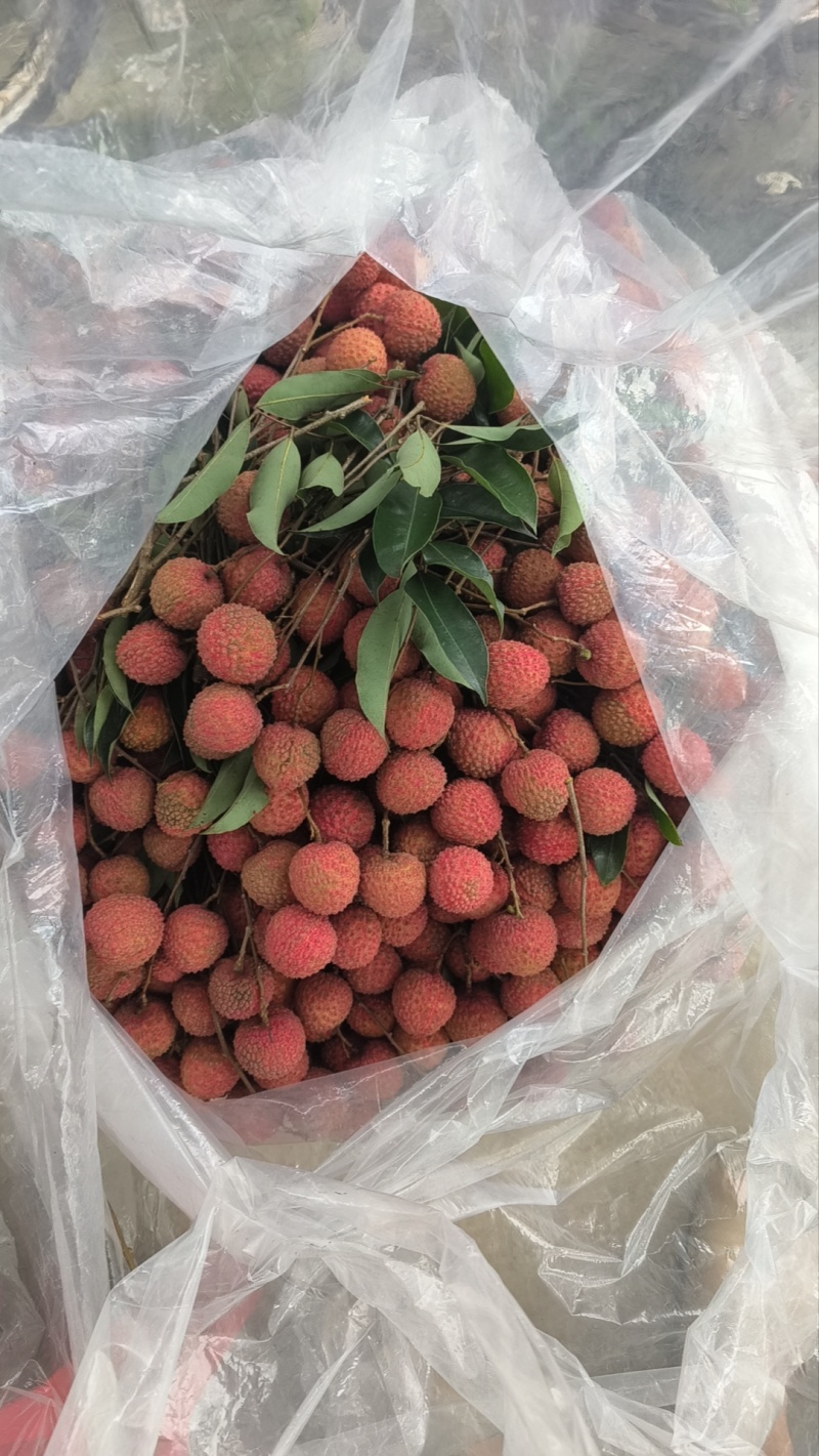 最后一批桂味这几天还有错过没有市场了哈