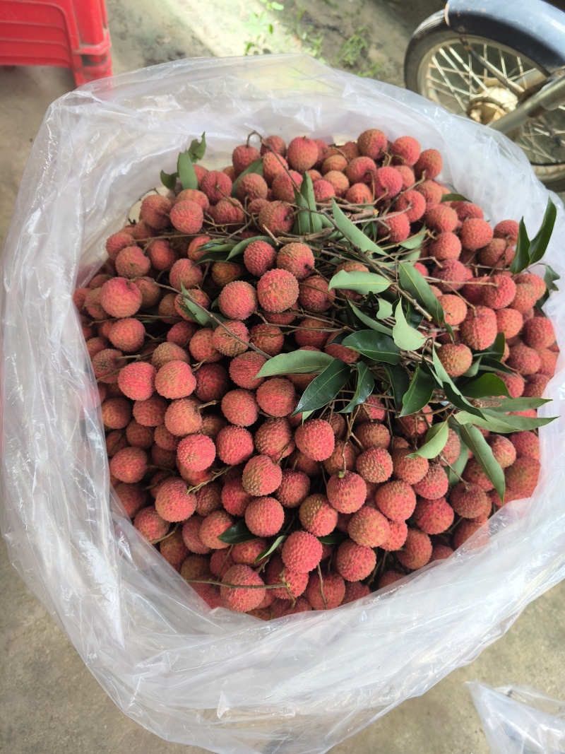 最后一批桂味这几天还有错过没有市场了哈