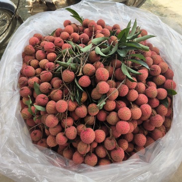 最后一批桂味这几天还有错过没有市场了哈