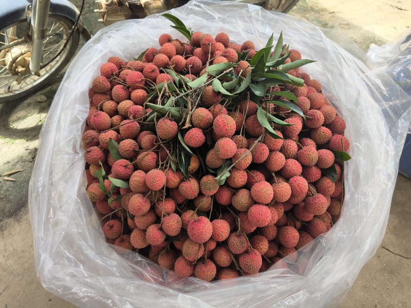 最后一批桂味这几天还有错过没有市场了哈
