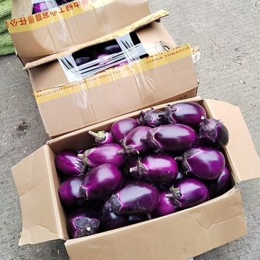 蔬菜，茄子，豆角，辣椒，苦瓜，丝瓜……