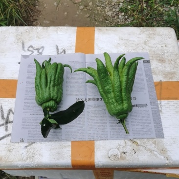 广西广佛手柑
