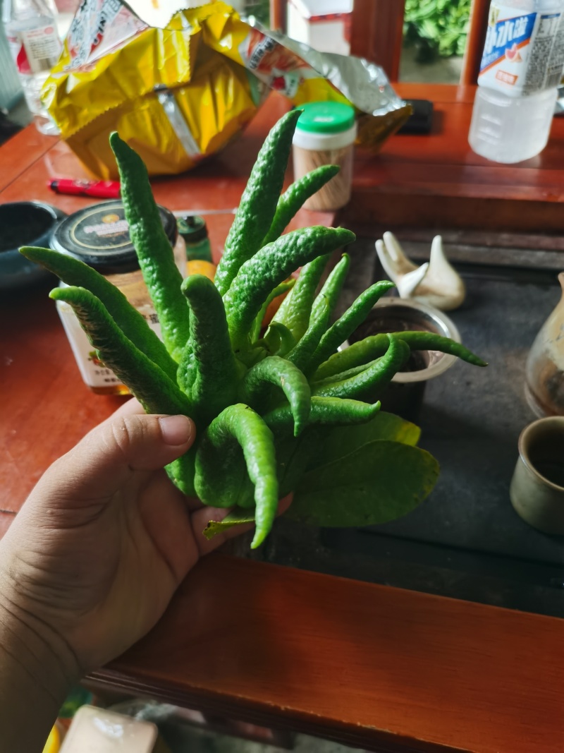 广西广佛手柑