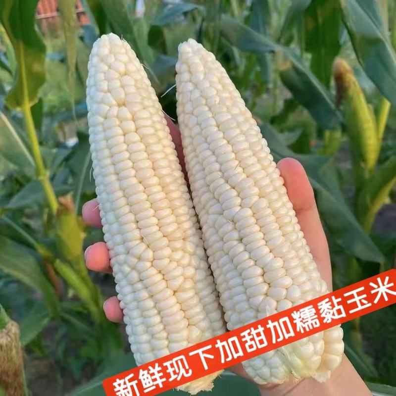 加甜加黏玉米，黏玉米！日产3000棒！