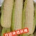 加甜加黏玉米，黏玉米！日产3000棒！