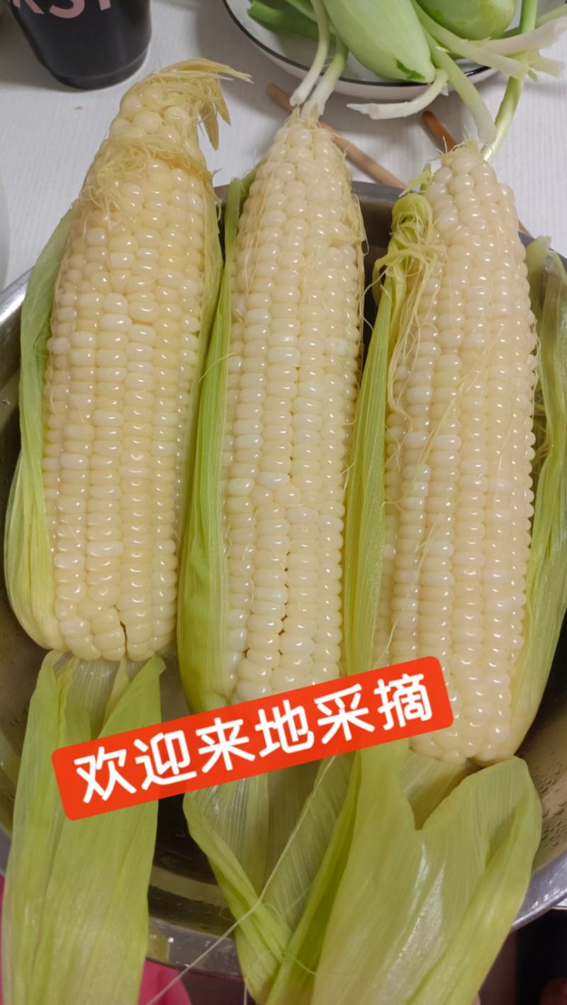 加甜加黏玉米，黏玉米！日产3000棒！