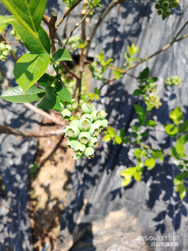 吉林长白山高品质蓝莓绿色无农残！