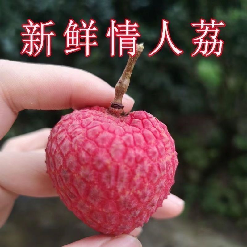 广西桂平麻垌情人荔