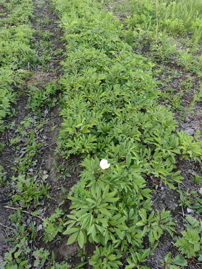 芍药苗