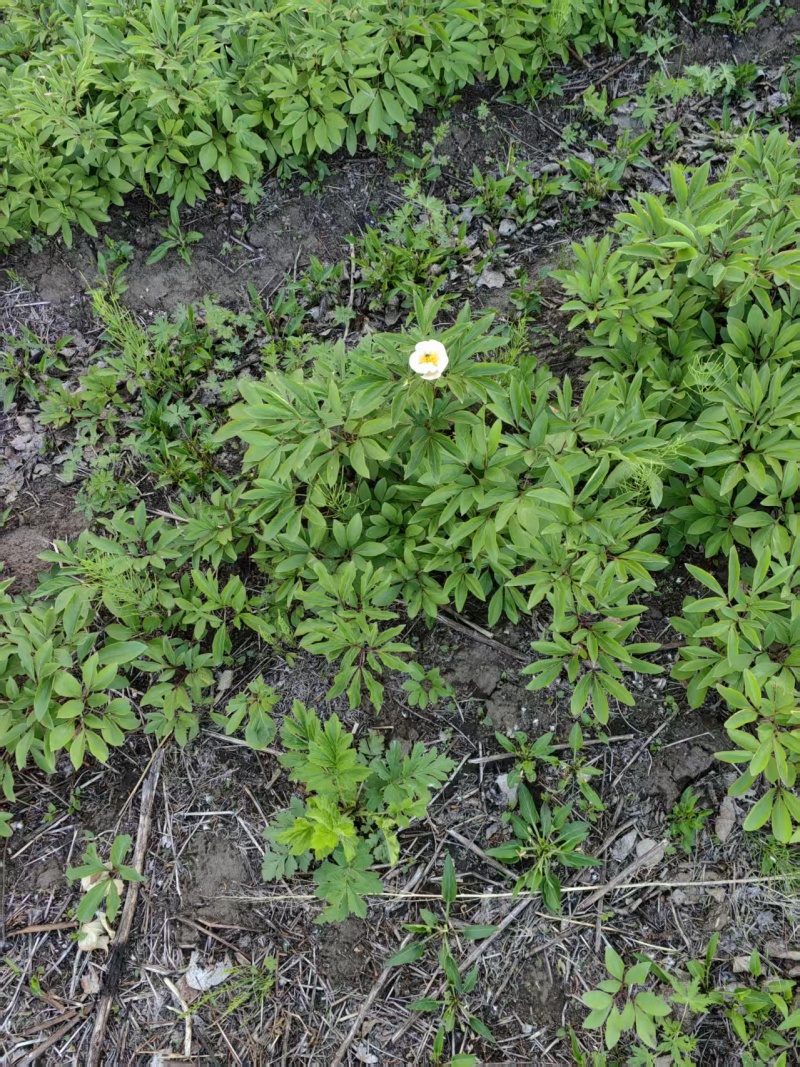 芍药苗