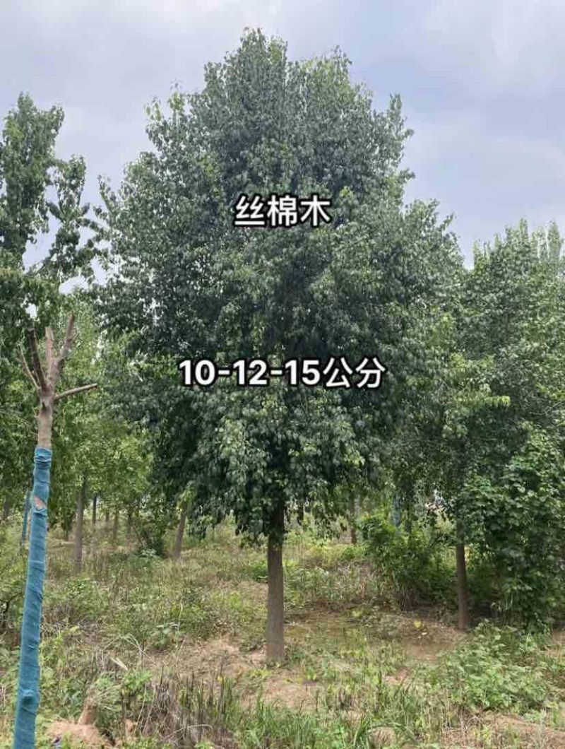 丝绵木
