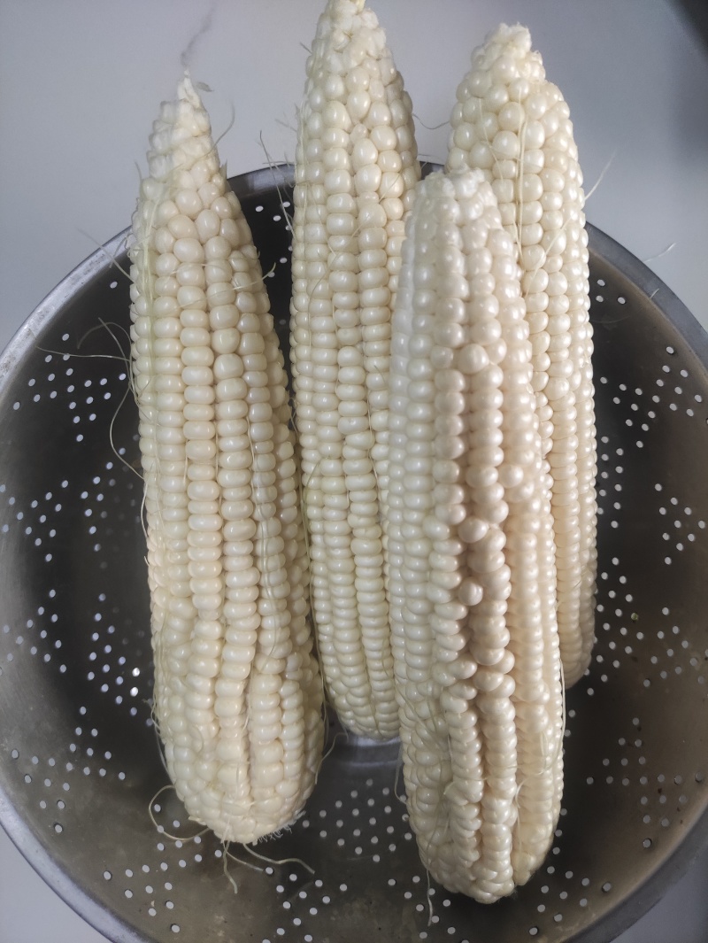 白糯鲜玉米