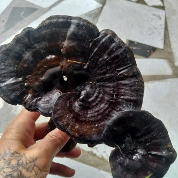 黑灵芝