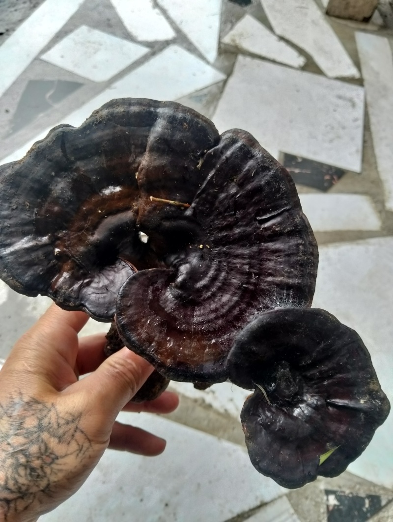 黑灵芝