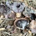 黑灵芝
