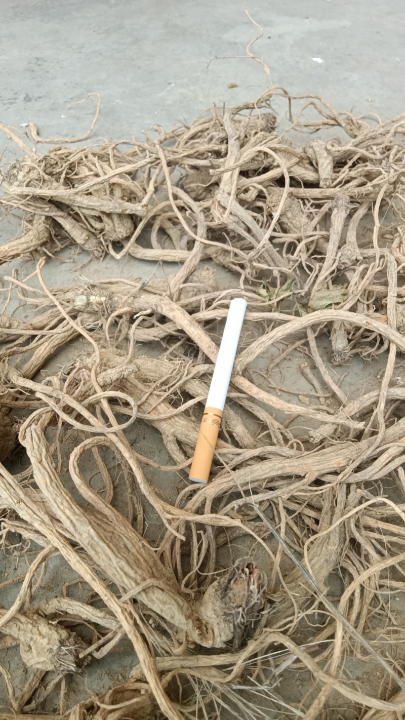 贵州前胡