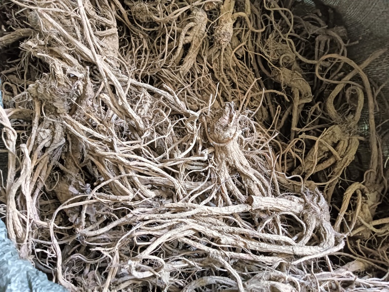 贵州前胡