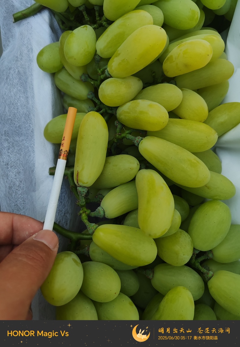河北饶阳维多利亚正在大量上市价格跳楼价