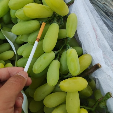 河北饶阳维多利亚正在大量上市价格跳楼价