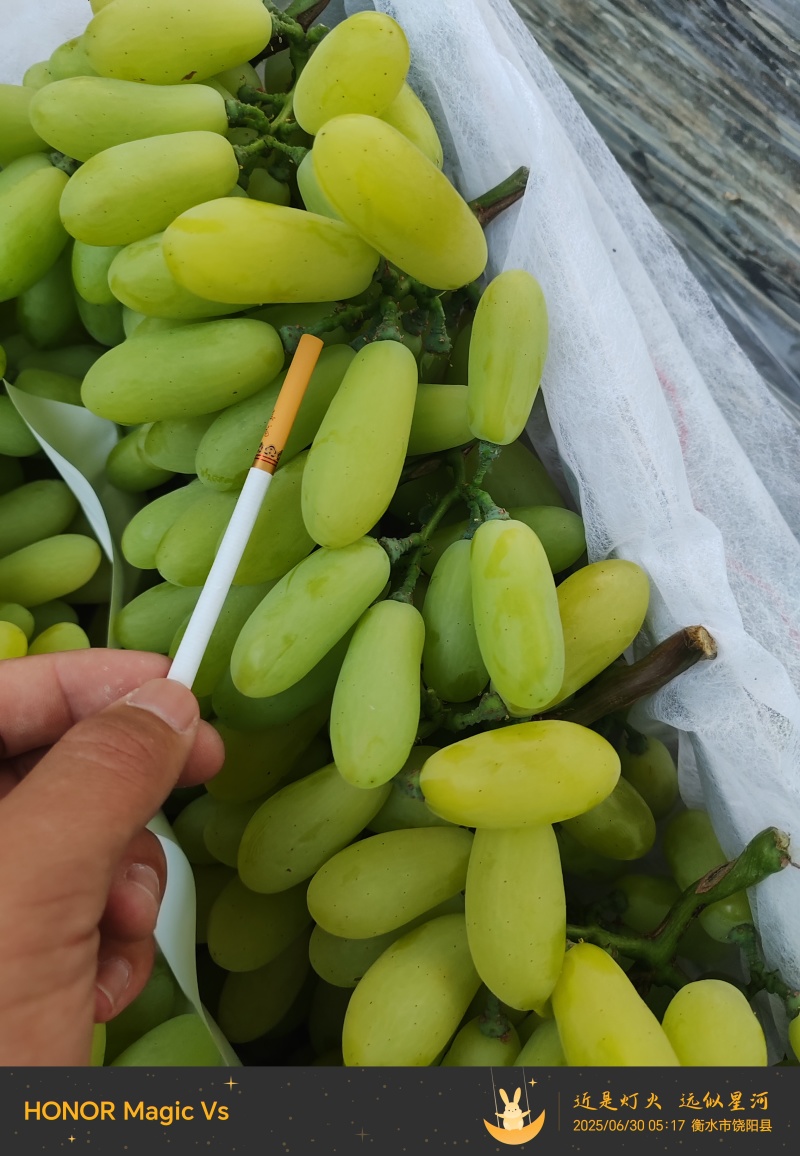 河北饶阳维多利亚正在大量上市价格跳楼价