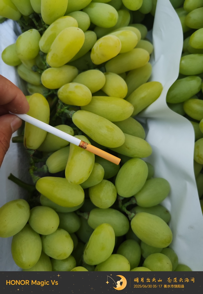 河北饶阳维多利亚正在大量上市价格跳楼价
