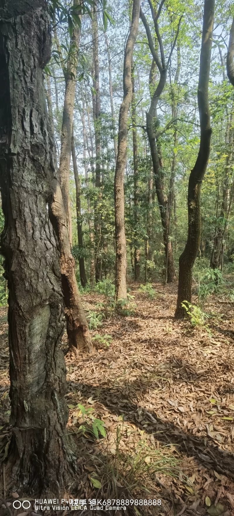 松木
