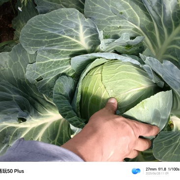 贵州蔬菜