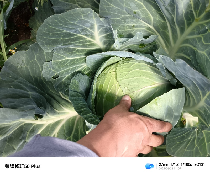 贵州蔬菜
